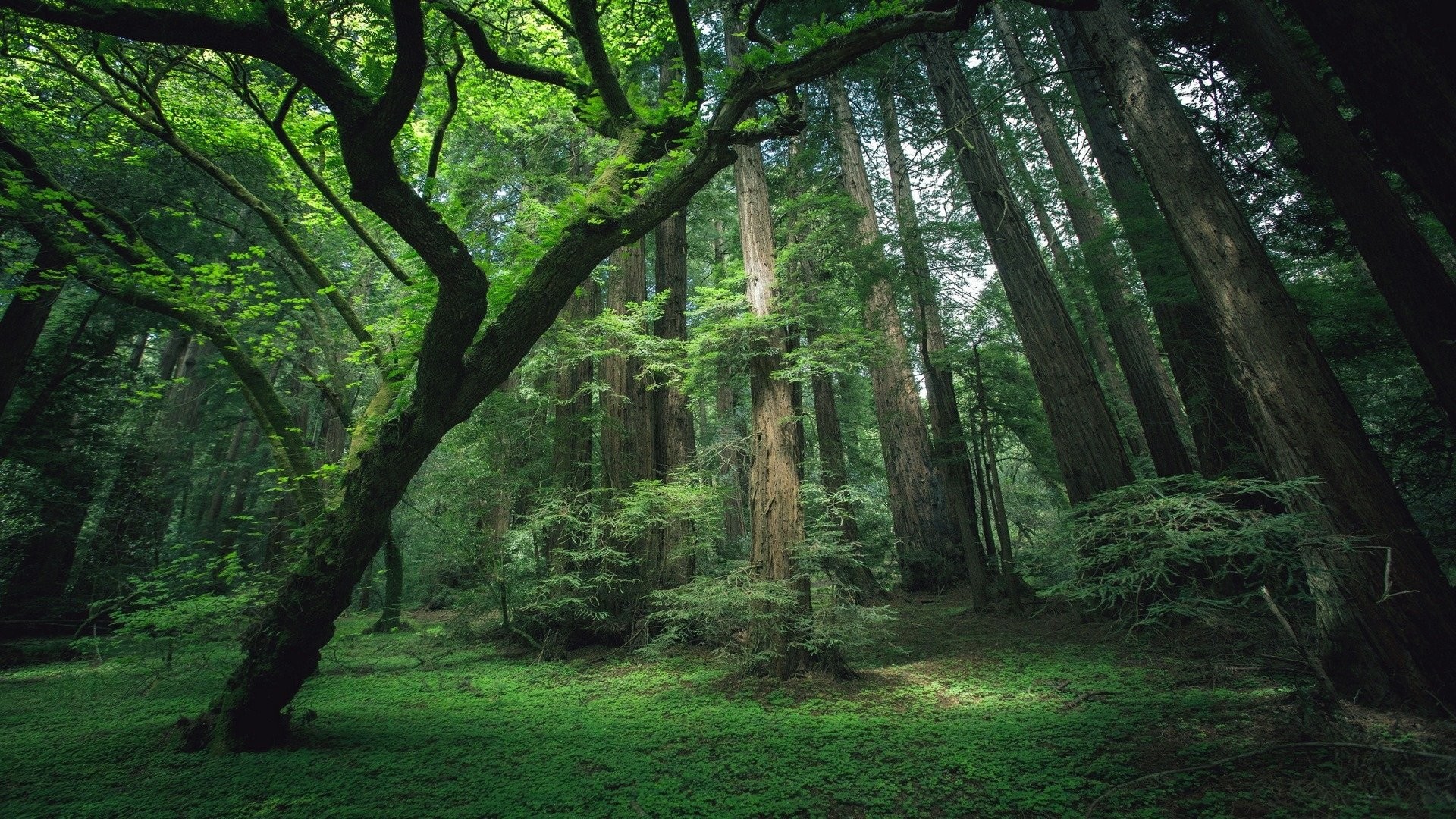 Waldlichtung