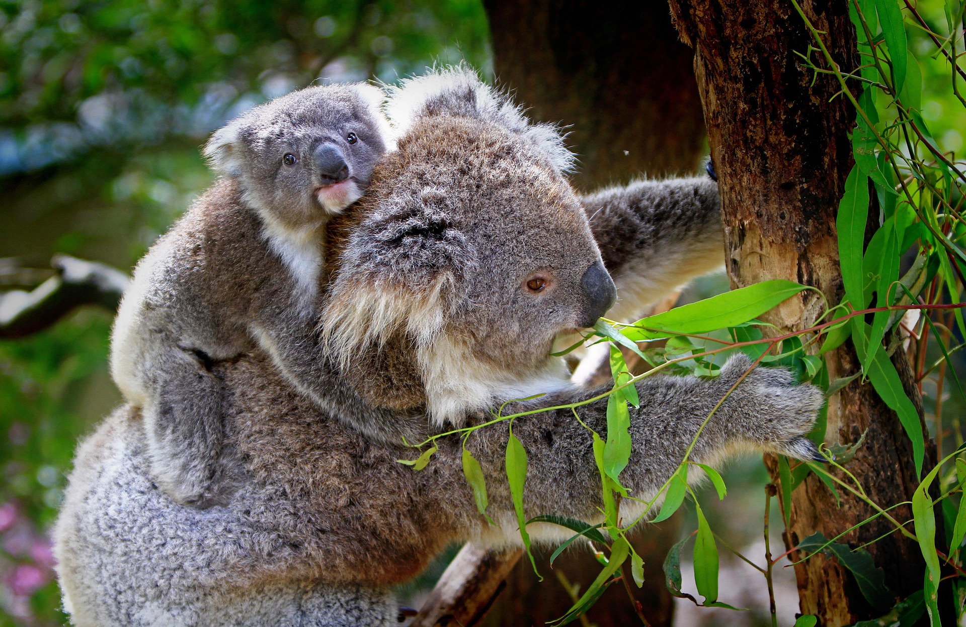 Rettung für Koalas und Cappuccino