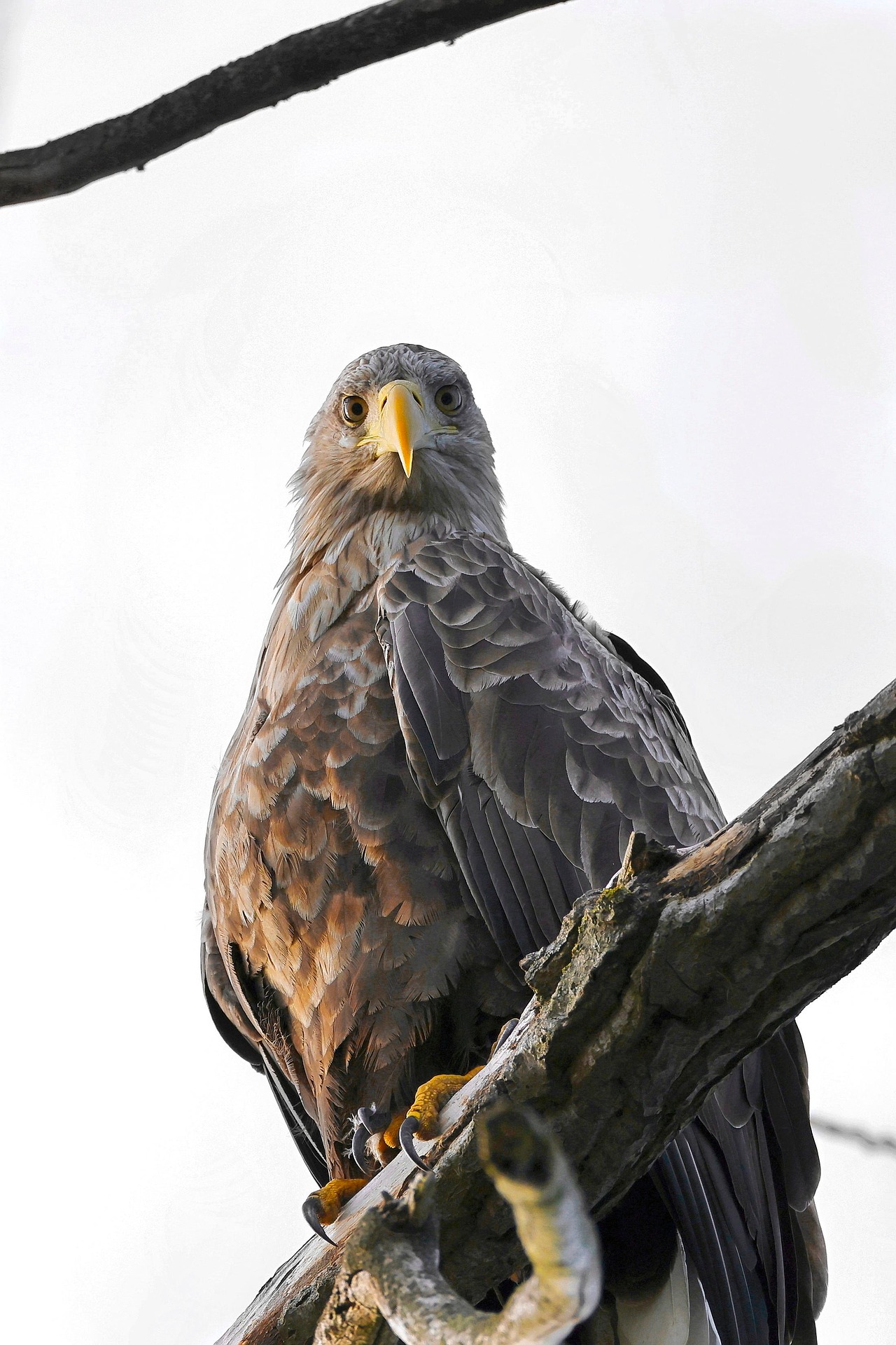 Nestor ist ältester bekannter Seeadler in Österreich